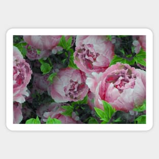 Plethora of Pink Peonies Sticker